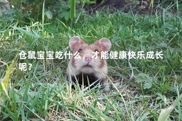 仓鼠宝宝吃什么，才能健康快乐成长呢？