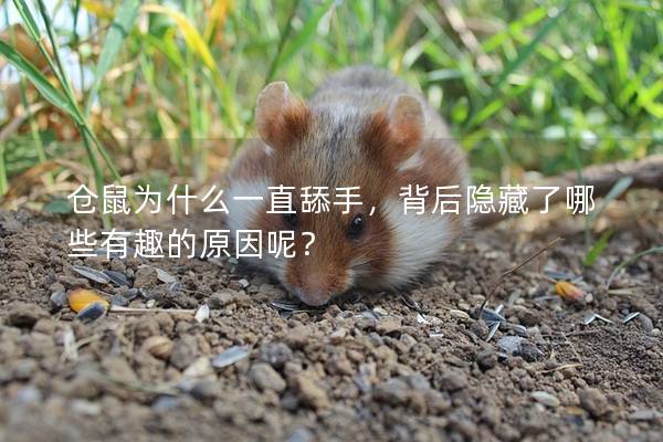 仓鼠为什么一直舔手，背后隐藏了哪些有趣的原因呢？