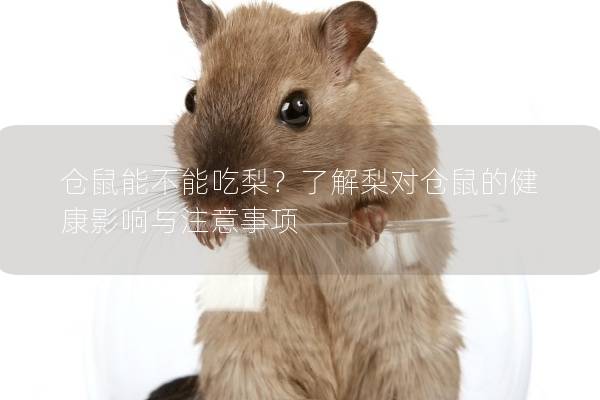 仓鼠能不能吃梨？了解梨对仓鼠的健康影响与注意事项