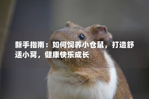 新手指南：如何饲养小仓鼠，打造舒适小窝，健康快乐成长