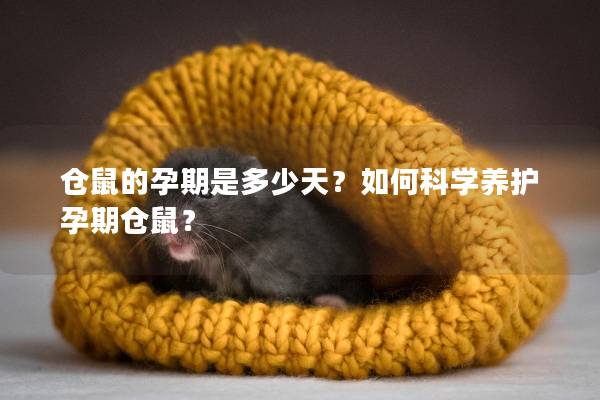 仓鼠的孕期是多少天？如何科学养护孕期仓鼠？