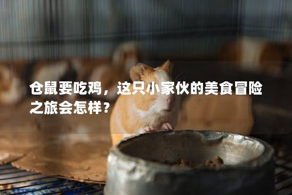 仓鼠要吃鸡，这只小家伙的美食冒险之旅会怎样？