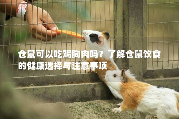 仓鼠可以吃鸡胸肉吗？了解仓鼠饮食的健康选择与注意事项