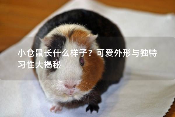 小仓鼠长什么样子？可爱外形与独特习性大揭秘