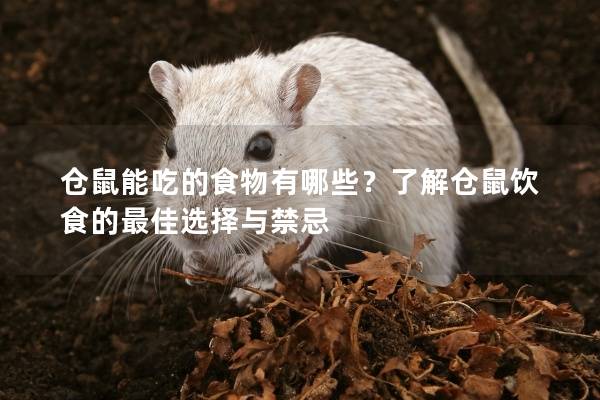仓鼠能吃的食物有哪些？了解仓鼠饮食的最佳选择与禁忌