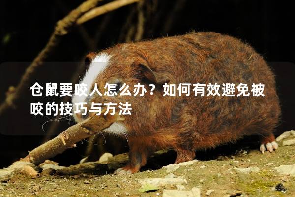 仓鼠要咬人怎么办？如何有效避免被咬的技巧与方法