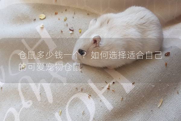仓鼠多少钱一个？如何选择适合自己的可爱宠物仓鼠