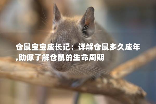 仓鼠宝宝成长记：详解仓鼠多久成年,助你了解仓鼠的生命周期