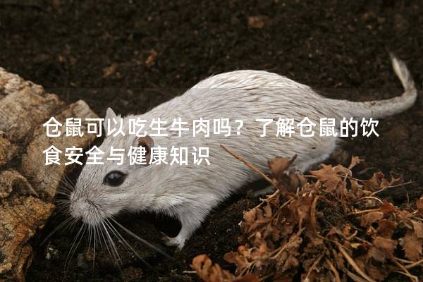仓鼠可以吃生牛肉吗？了解仓鼠的饮食安全与健康知识