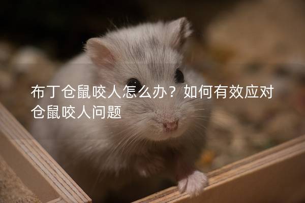布丁仓鼠咬人怎么办？如何有效应对仓鼠咬人问题