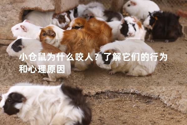 小仓鼠为什么咬人？了解它们的行为和心理原因