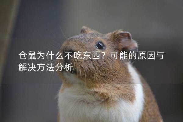仓鼠为什么不吃东西？可能的原因与解决方法分析