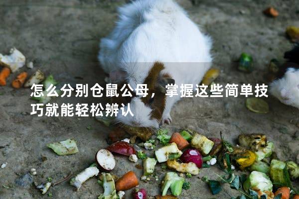 怎么分别仓鼠公母，掌握这些简单技巧就能轻松辨认