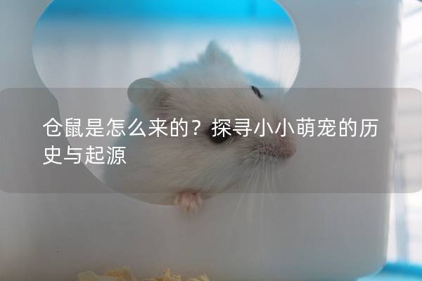仓鼠是怎么来的？探寻小小萌宠的历史与起源