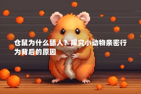 仓鼠为什么舔人？探究小动物亲密行为背后的原因