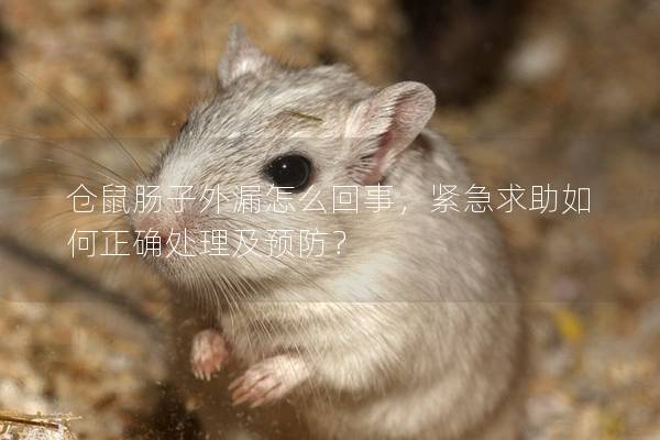仓鼠肠子外漏怎么回事，紧急求助如何正确处理及预防？