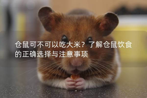 仓鼠可不可以吃大米？了解仓鼠饮食的正确选择与注意事项