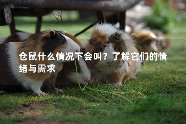 仓鼠什么情况下会叫？了解它们的情绪与需求
