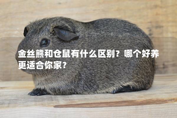 金丝熊和仓鼠有什么区别？哪个好养更适合你家？