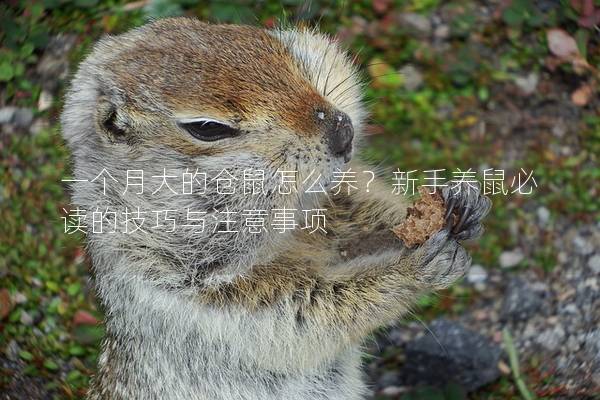 一个月大的仓鼠怎么养？新手养鼠必读的技巧与注意事项