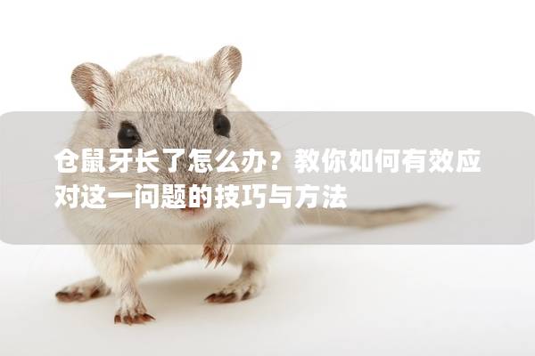 仓鼠牙长了怎么办？教你如何有效应对这一问题的技巧与方法
