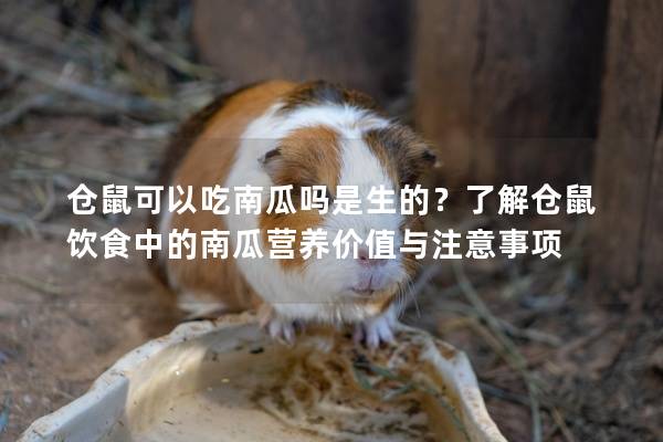 仓鼠可以吃南瓜吗是生的？了解仓鼠饮食中的南瓜营养价值与注意事项