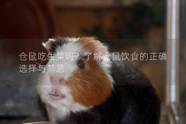 仓鼠吃生菜吗？了解仓鼠饮食的正确选择与禁忌