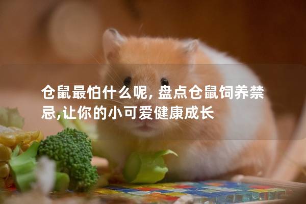 仓鼠最怕什么呢, 盘点仓鼠饲养禁忌,让你的小可爱健康成长