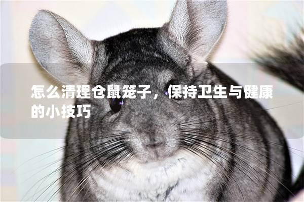 怎么清理仓鼠笼子，保持卫生与健康的小技巧