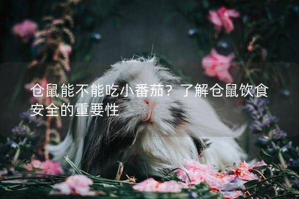 仓鼠能不能吃小番茄？了解仓鼠饮食安全的重要性