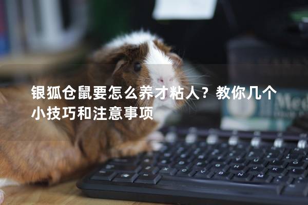 银狐仓鼠要怎么养才粘人？教你几个小技巧和注意事项