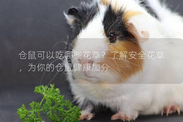 仓鼠可以吃哪些花草？了解安全花草，为你的仓鼠健康加分