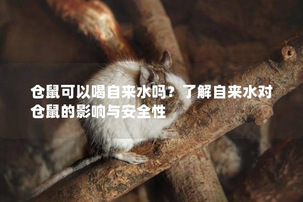 仓鼠可以喝自来水吗？了解自来水对仓鼠的影响与安全性
