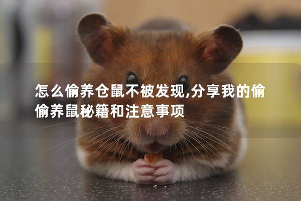 怎么偷养仓鼠不被发现,分享我的偷偷养鼠秘籍和注意事项
