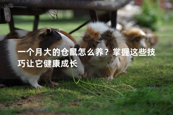 一个月大的仓鼠怎么养？掌握这些技巧让它健康成长