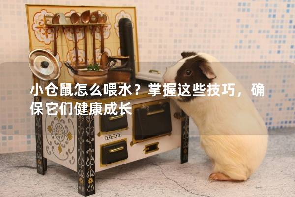 小仓鼠怎么喂水？掌握这些技巧，确保它们健康成长