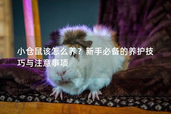 小仓鼠该怎么养？新手必备的养护技巧与注意事项
