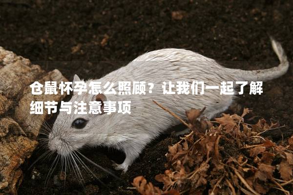 仓鼠怀孕怎么照顾？让我们一起了解细节与注意事项