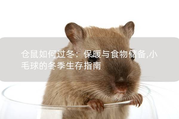 仓鼠如何过冬：保暖与食物储备,小毛球的冬季生存指南