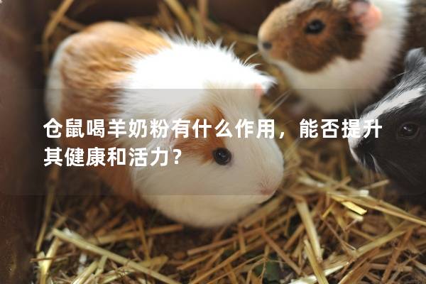 仓鼠喝羊奶粉有什么作用，能否提升其健康和活力？