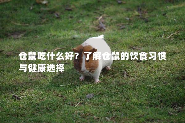 仓鼠吃什么好？了解仓鼠的饮食习惯与健康选择