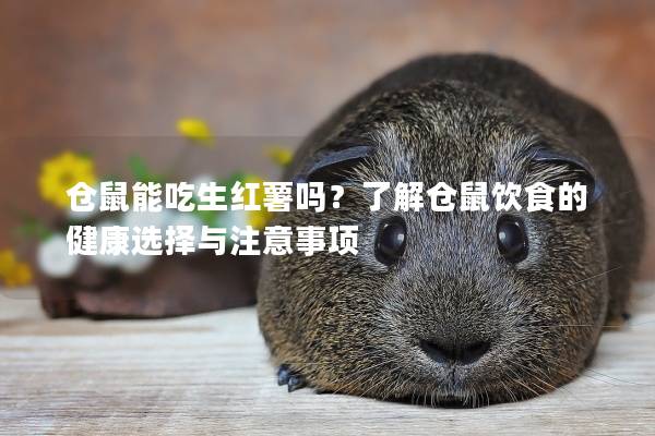 仓鼠能吃生红薯吗？了解仓鼠饮食的健康选择与注意事项