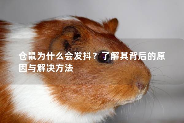 仓鼠为什么会发抖？了解其背后的原因与解决方法