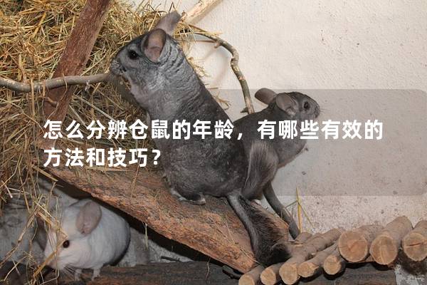 怎么分辨仓鼠的年龄，有哪些有效的方法和技巧？