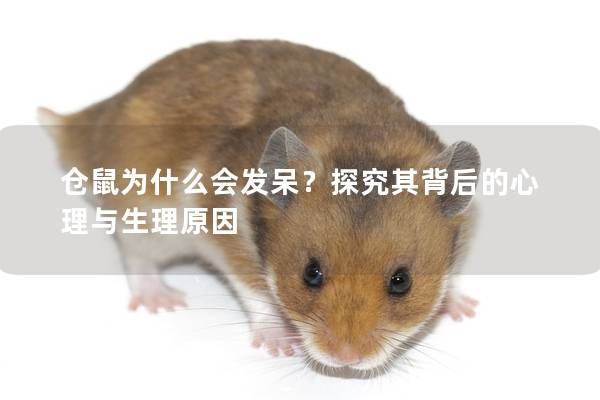 仓鼠为什么会发呆？探究其背后的心理与生理原因