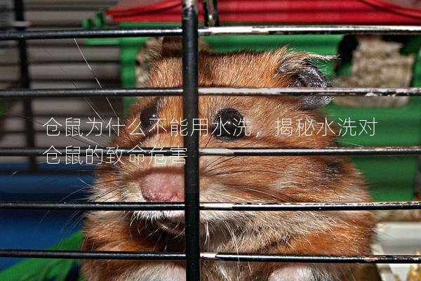 仓鼠为什么不能用水洗，揭秘水洗对仓鼠的致命危害