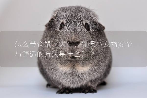 怎么带仓鼠上火车，确保小宠物安全与舒适的方法是什么？