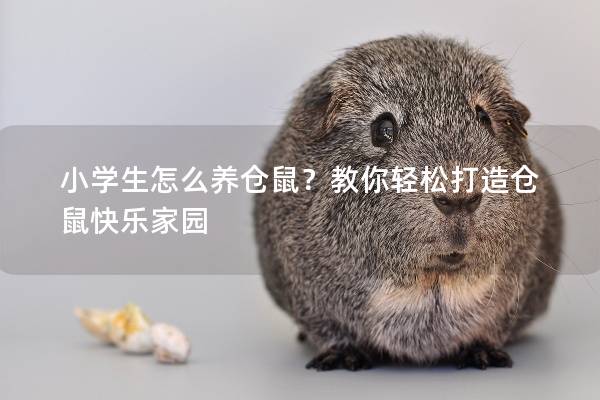 小学生怎么养仓鼠？教你轻松打造仓鼠快乐家园