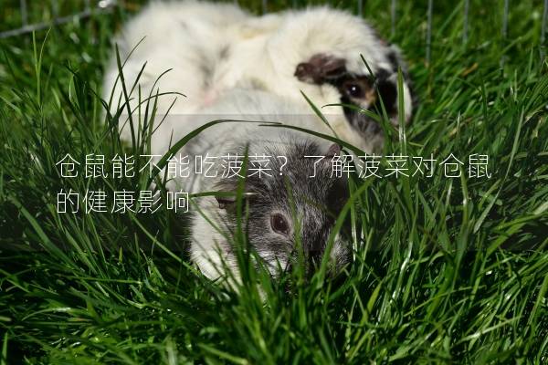 仓鼠能不能吃菠菜？了解菠菜对仓鼠的健康影响