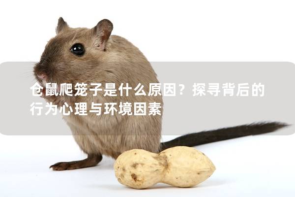 仓鼠爬笼子是什么原因？探寻背后的行为心理与环境因素